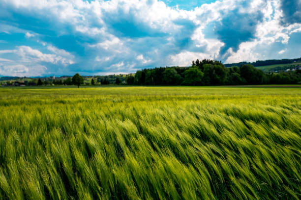 istock Scenic View Of Rural Landscape 705324969