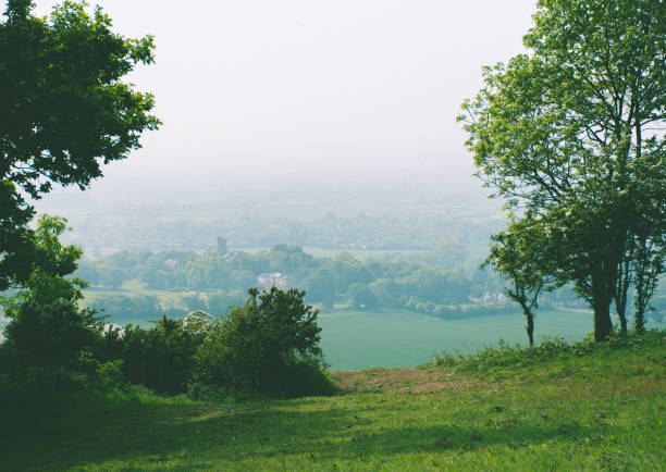 istock Trees In Foggy Weather 705341073