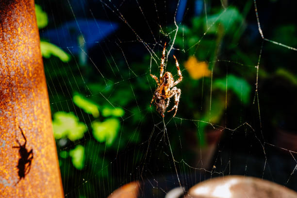 istock Close-Up Of Spider Hunting Insect On Web 707507423