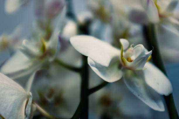 istock Close-Up Of Orchids 707508627