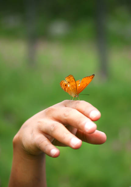 istock Close-Up Of Butterfly On Hand 707536547