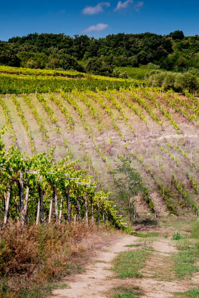 istock Scenic View Of Vineyard Against Sky 707540453