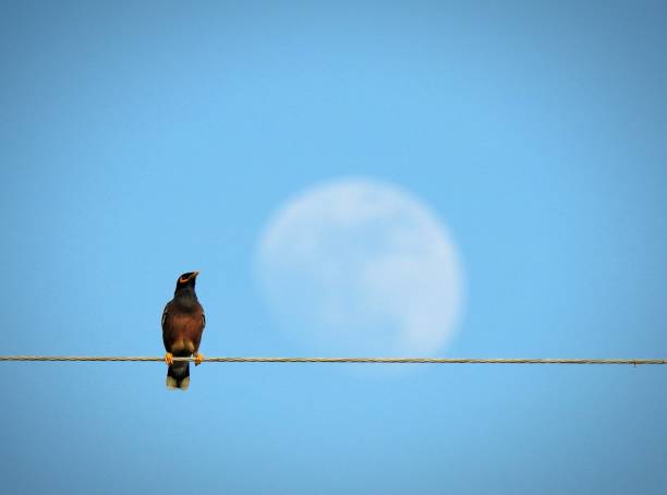 istock Low Angle View Of Bird Perching Against Sky 707543019