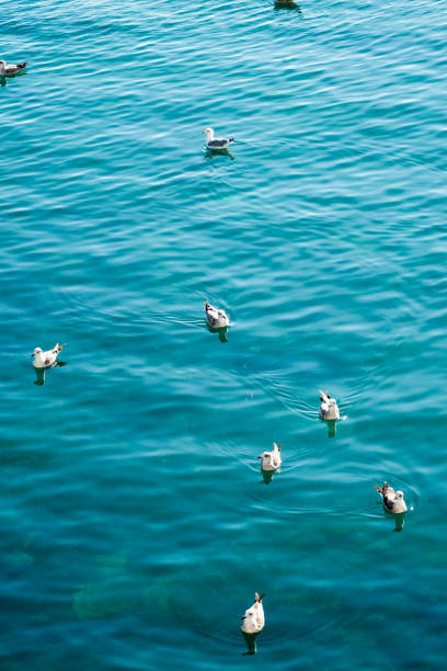 istock High Angle View Of Seagulls Swimming In Sea 707543359