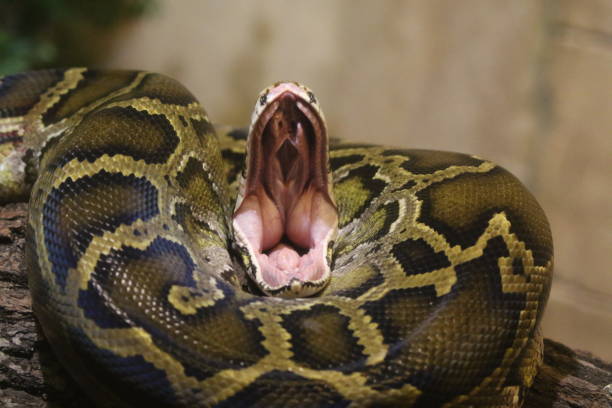 istock Close-Up Of Snake 709180307
