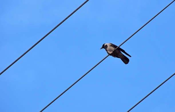istock Low Angle View Of Raven Perching On Cables Against Clear Blue Sky 709208485