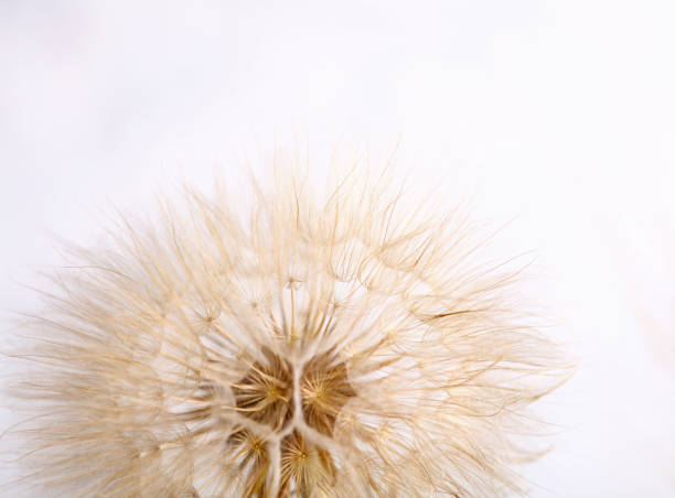 istock Close-Up Of Dandelion Against White Background 709214197