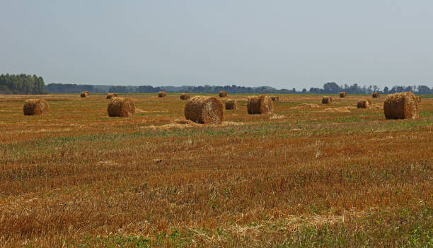 balle di fieno sul campo agricolo contro il cielo - 5412 foto e immagini stock