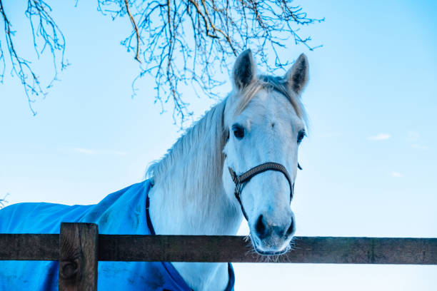 retrato do cavalo contra o céu azul - 5412 - fotografias e filmes do acervo