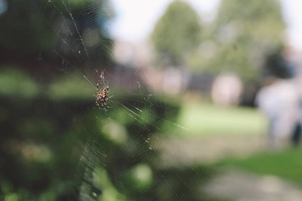 close-up de aranha na web - 5412 - fotografias e filmes do acervo