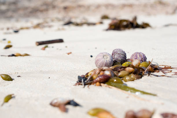 nível de superfície de ouriços do mar e algas marinhas na praia - 5412 - fotografias e filmes do acervo