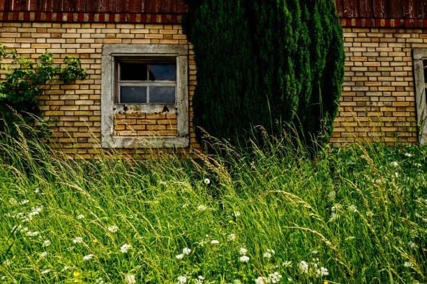 istock Plants Growing Outside House In Back Yard 709223881