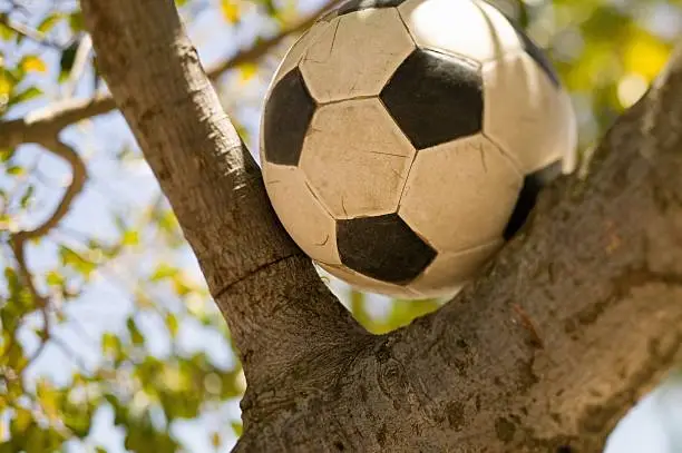 Photo of Football in a tree