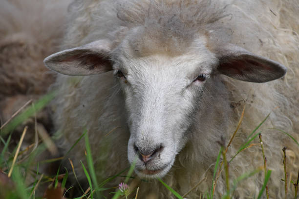 крупный план портрета овцы, стоящей на травянистом поле - 5446 стоковые фото и изображения