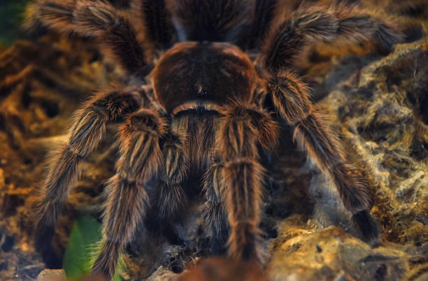 крупный план тарантула на поле - 5446 стоковые фото и изображения