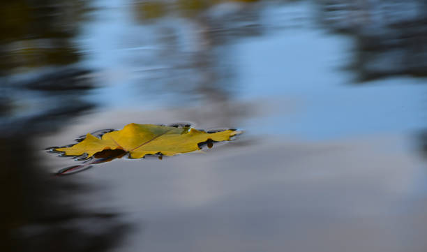 istock Close-Up Of Leaf Floating On Lake 713840307
