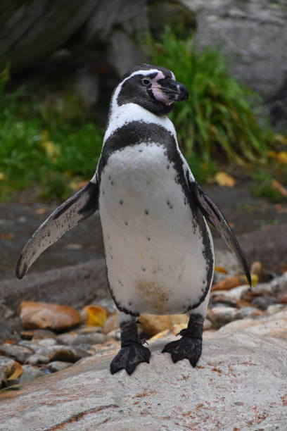 istock Close-Up Of Young Penguin On Rock 713843733