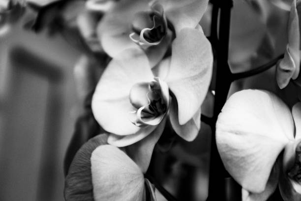 istock Close-Up Of Orchids 713853009
