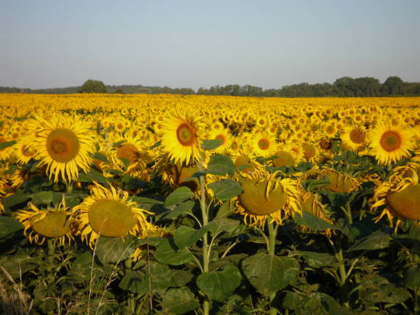 malowniczy widok na pole słonecznika na tle czystego nieba - mustard plant mustard field clear sky sky zdjęcia i obrazy z banku zdjęć