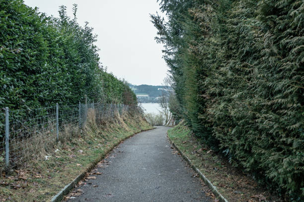 istock Road Amidst Trees Against Clear Sky 717398697