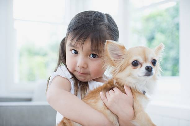 fille embrassant à chihuahua - dog family indoors child photos et images de collection