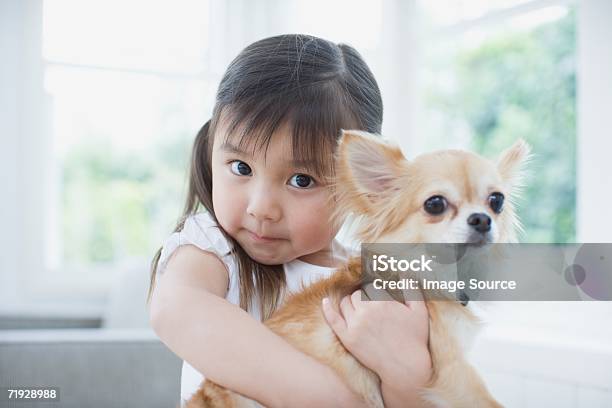 Girl Hugging A Chihuahua Stock Photo - Download Image Now - Dog, Child, Pets