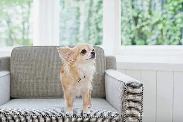 Photo of chihuahua on an armchair