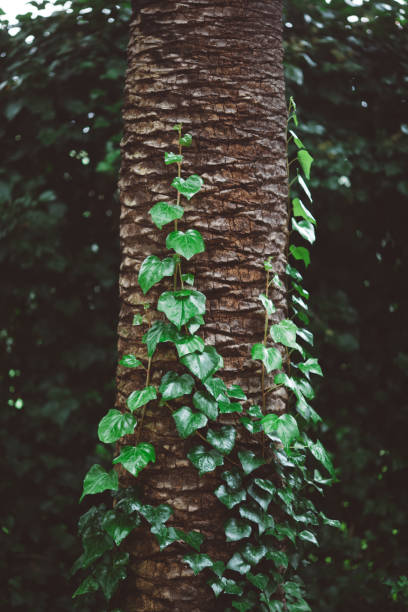 primer plano de la hiedra que crece en el tronco de un árbol en el bosque - 5519 fotografías e imágenes de stock