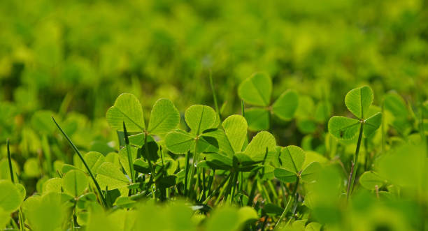 istock Close-Up Of Green Clovers 720067849