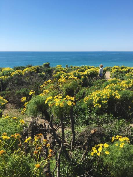 istock Yellow Flowers Growing By Sea Against Clear Blue Sky 720143709