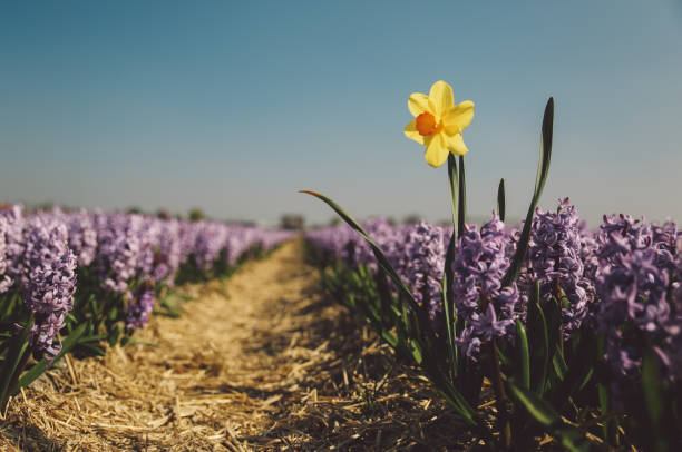istock Close-Up Of Purple Crocus Blooming On Field 720144985