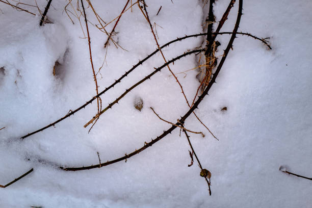 vista de alto ângulo de galhos espinhosos na neve - 5550 - fotografias e filmes do acervo
