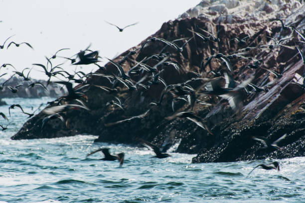 pájaros volando sobre el mar - 5549 fotografías e imágenes de stock