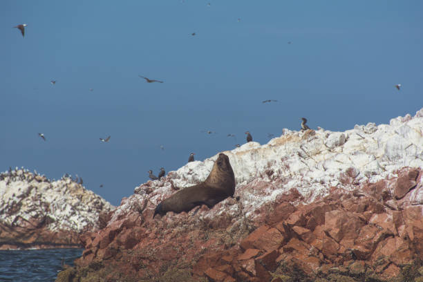 pájaro volando sobre el mar - 5549 fotografías e imágenes de stock