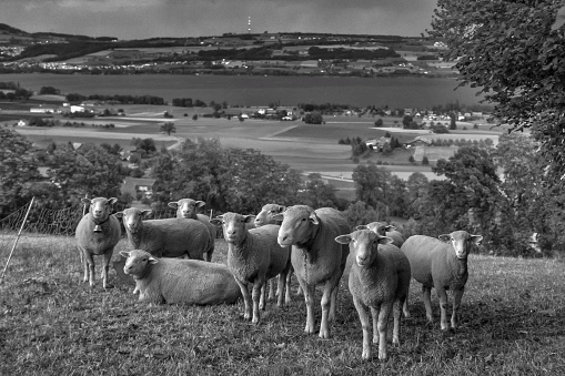 Flock of sheep standing grazing under a beautiful summer sunset, shot in panoramic with the Antrim hills in the distance, some sheep are looking at the camera, the area is located near Broughshane and Ballymena, County Antrim, Northern Ireland. It is very scenic and is popular for tourism exploring the Antrim coast.