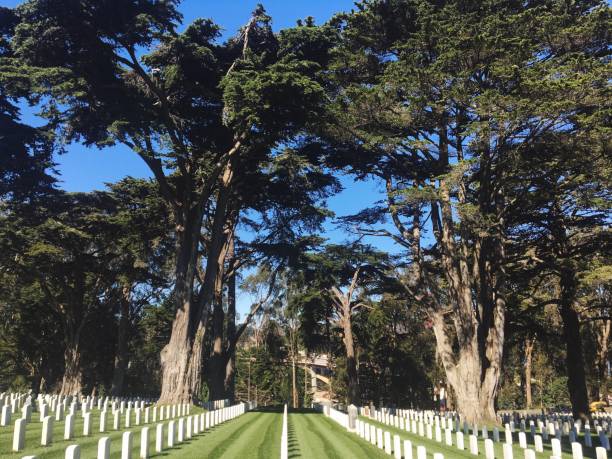 istock Tall Trees Amidst White Tombstones In Graveyard 722322677