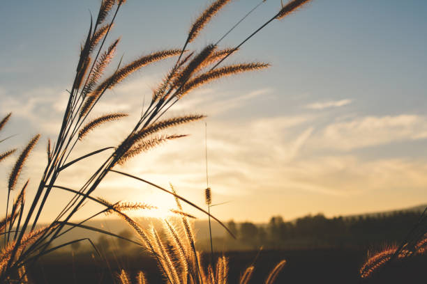 istock Close-Up Of Wheat Field Against Sky During Sunset 722345127