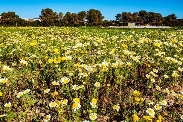 primo piano dei fiori gialli che crescono in fattoria - 5551 foto e immagini stock