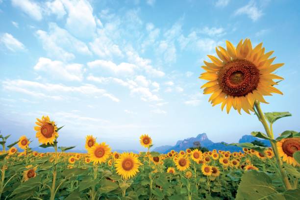 istock Sunflowers Blooming On Field Against Sky 722405721