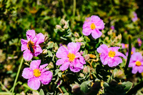 close-up of pink flowers blooming outdoors - 5551 imagens e fotografias de stock