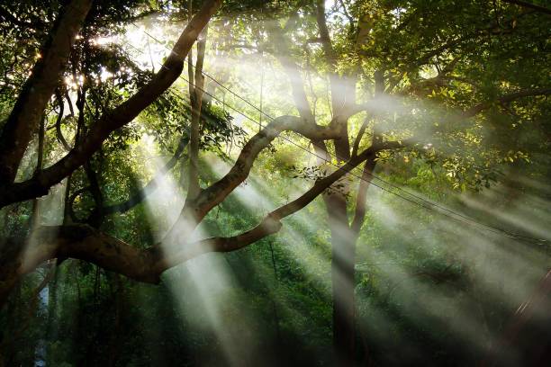 istock Low Angle View Of Trees In Forest 724310775