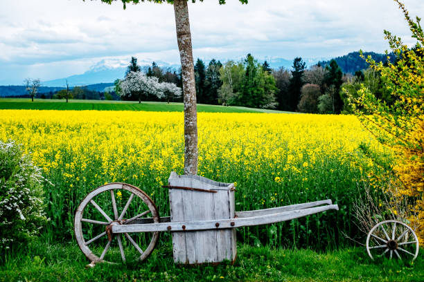 istock Yellow Flowers Growing In Field Against Sky 724329693