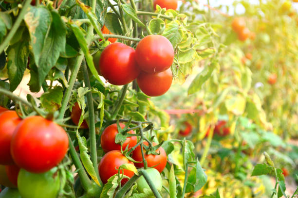 istock Close-Up Of Tomatoes Growing On Plants 726848721
