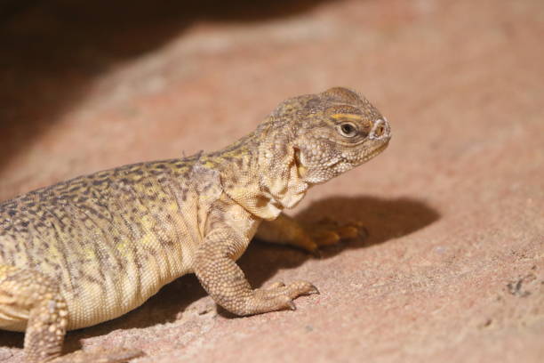 istock Close-Up Of Reptile 726852881