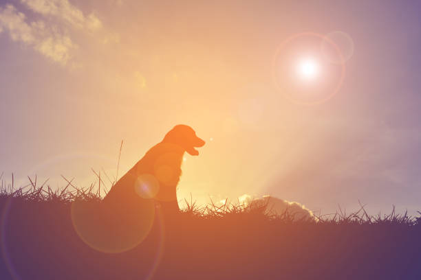 istock Silhouette Dog Sitting On Field Against Sky During Sunset 726864787