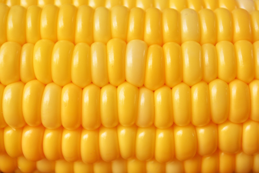 the close-up of corn in a row