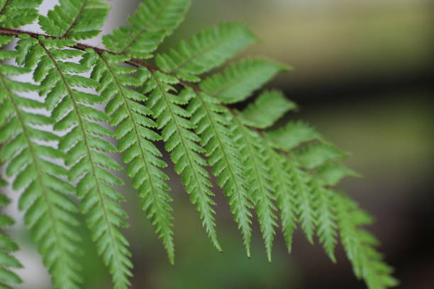 istock Close-Up Of Plant 726877541