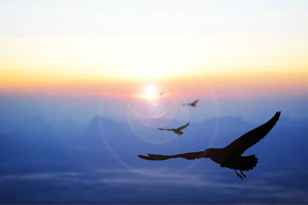 istock Silhouette Birds Flying In Sky During Sunset 726883411
