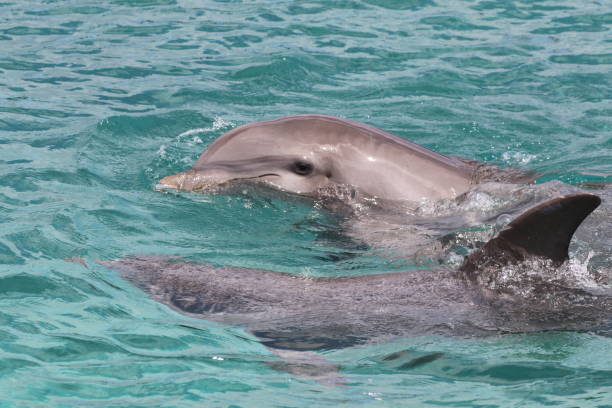 istock Dolphin Swimming In Sea 727136023
