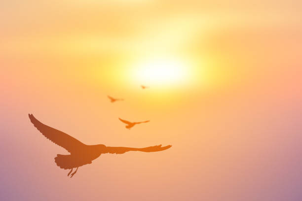 istock Silhouette Birds Flying In Sky During Sunset 727143279